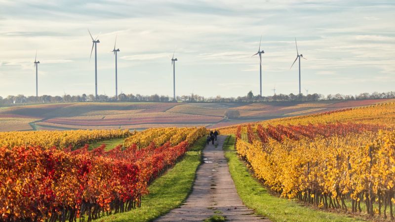 Windräder stehen hinter einem Feld mit Weinreben in Alzey