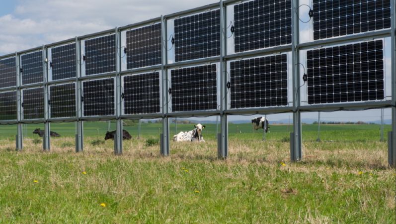 Photovoltaik-Module auf einer Kuh-Weide
