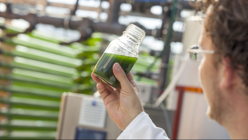 Biomasseproduktion aus Algen:Probennahme aus einem Photobioreaktor. Mikroalgen sind für die Energiegewinnung besonders geeignet: Sie können fünfmal so viel Sonnenlicht in chemische Energie umwandeln wie Raps und Mais und dabei große Mengen an CO2–Emissionen aus Energie- und Industrieanlagen aufnehmen.